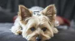 Yorkshire terrier és bolhák